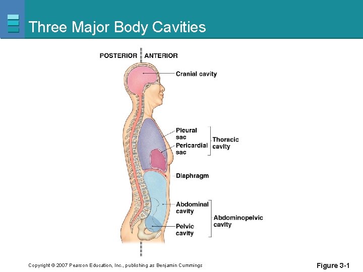 Three Major Body Cavities Copyright © 2007 Pearson Education, Inc. , publishing as Benjamin
