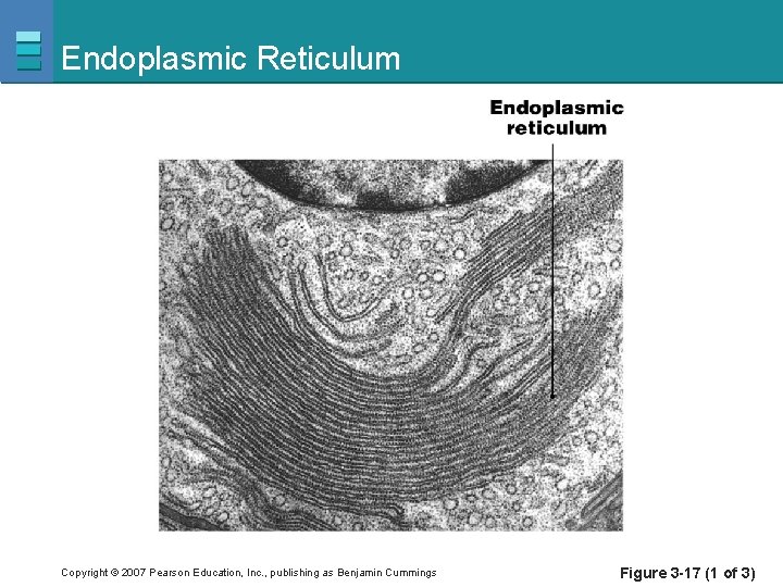 Endoplasmic Reticulum Copyright © 2007 Pearson Education, Inc. , publishing as Benjamin Cummings Figure