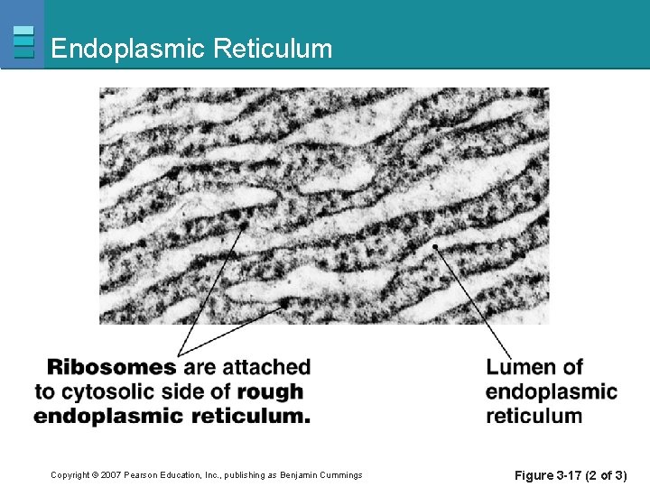 Endoplasmic Reticulum Copyright © 2007 Pearson Education, Inc. , publishing as Benjamin Cummings Figure