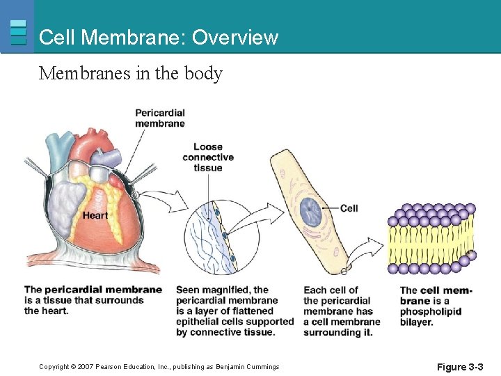 Cell Membrane: Overview Membranes in the body Copyright © 2007 Pearson Education, Inc. ,