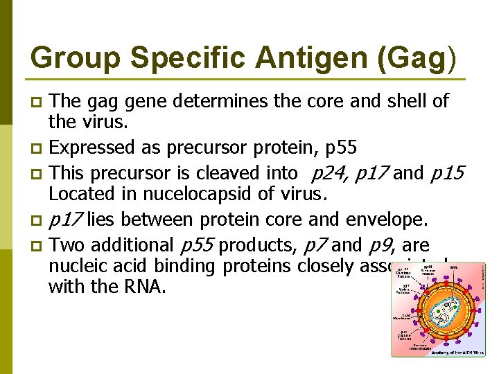 Group Specific Antigen (Gag) The gag gene determines the core and shell of the