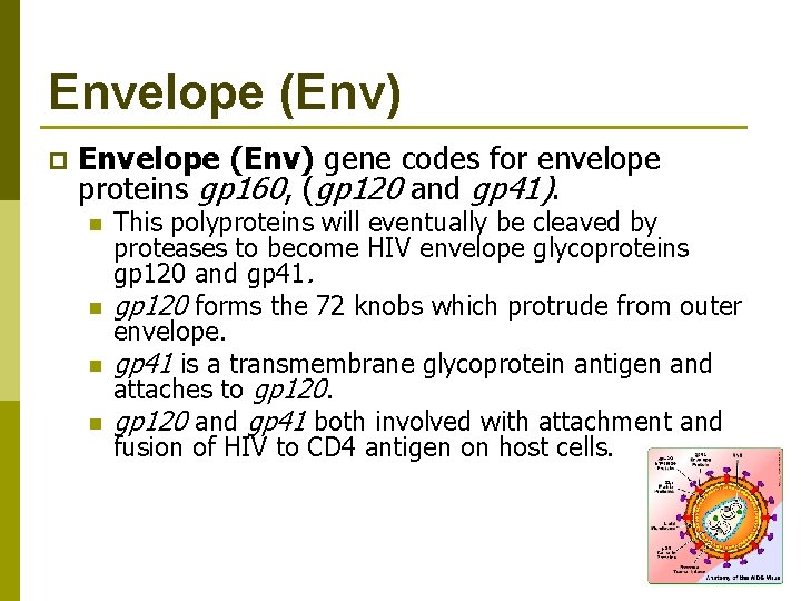 Envelope (Env) p Envelope (Env) gene codes for envelope proteins gp 160, (gp 120
