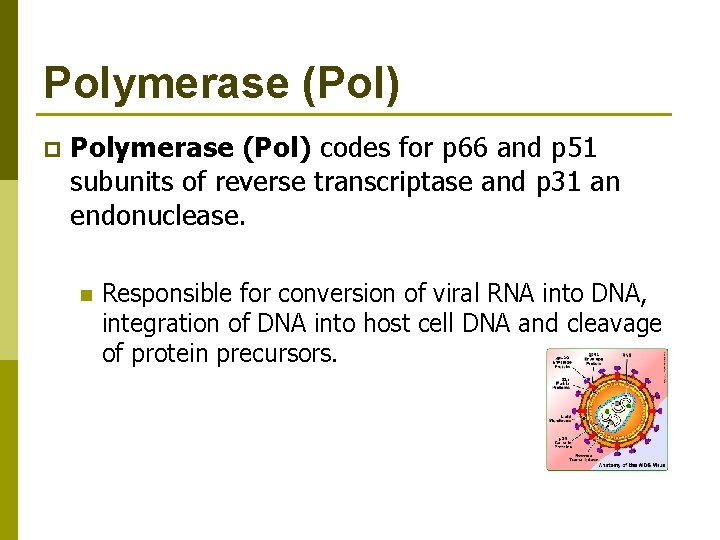 Polymerase (Pol) p Polymerase (Pol) codes for p 66 and p 51 subunits of
