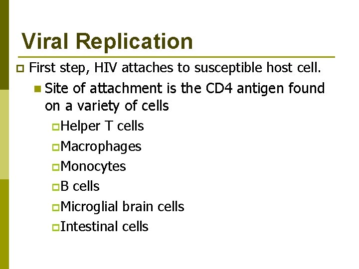 Viral Replication p First step, HIV attaches to susceptible host cell. n Site of