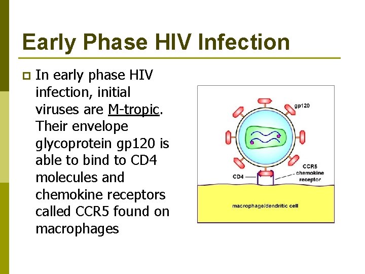 Early Phase HIV Infection p In early phase HIV infection, initial viruses are M-tropic.