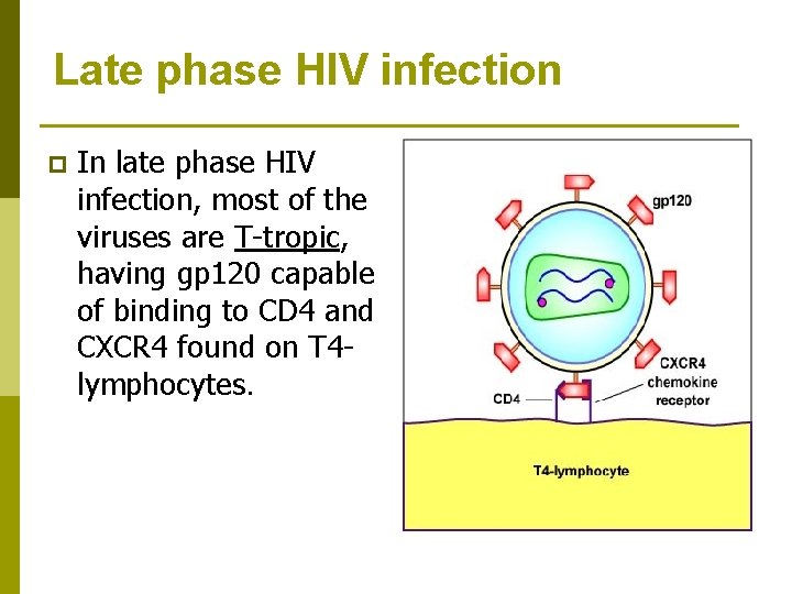 Late phase HIV infection p In late phase HIV infection, most of the viruses