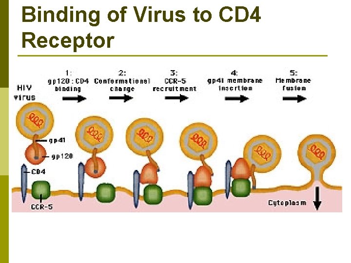 Binding of Virus to CD 4 Receptor 