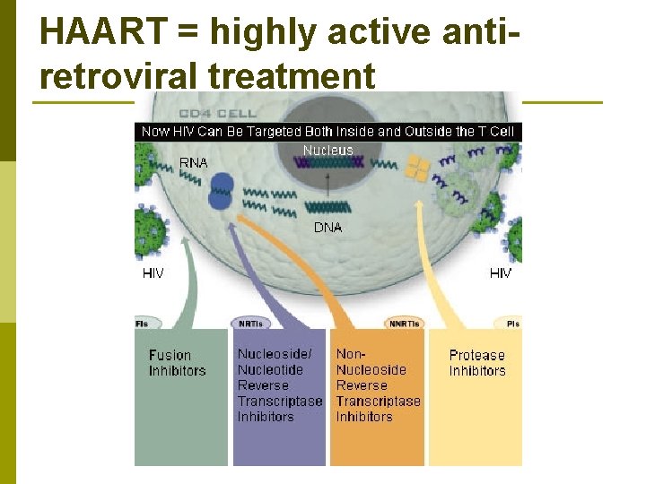 HAART = highly active antiretroviral treatment 