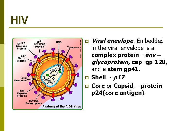 HIV p Integrase p p Viral enevlope. Embedded in the viral envelope is a