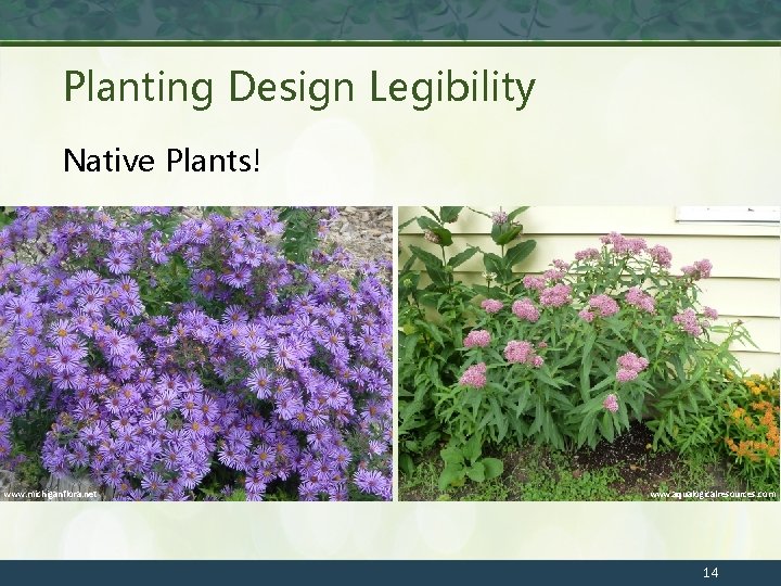 Planting Design Legibility Native Plants! www. michiganflora. net www. aqualogicalresources. com 14 