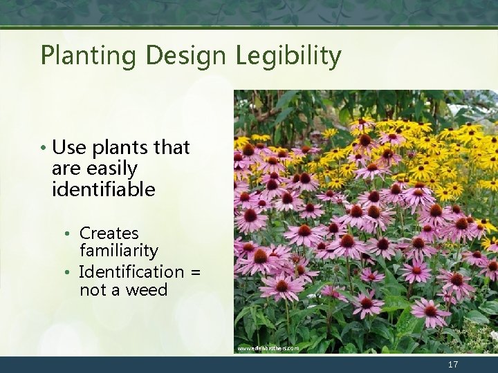 Planting Design Legibility • Use plants that are easily identifiable • Creates familiarity •