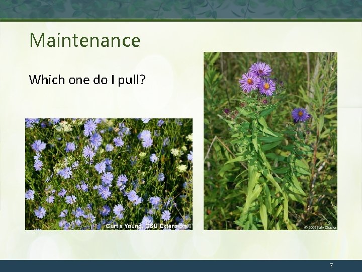 Maintenance Which one do I pull? 7 
