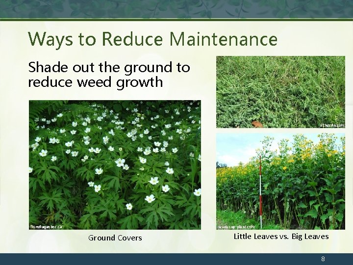Ways to Reduce Maintenance Shade out the ground to reduce weed growth st. hzcdn.