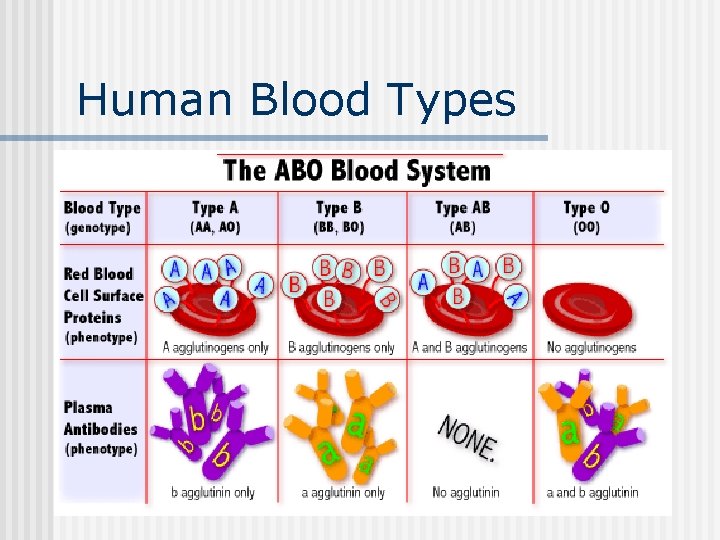 Human Blood Types 
