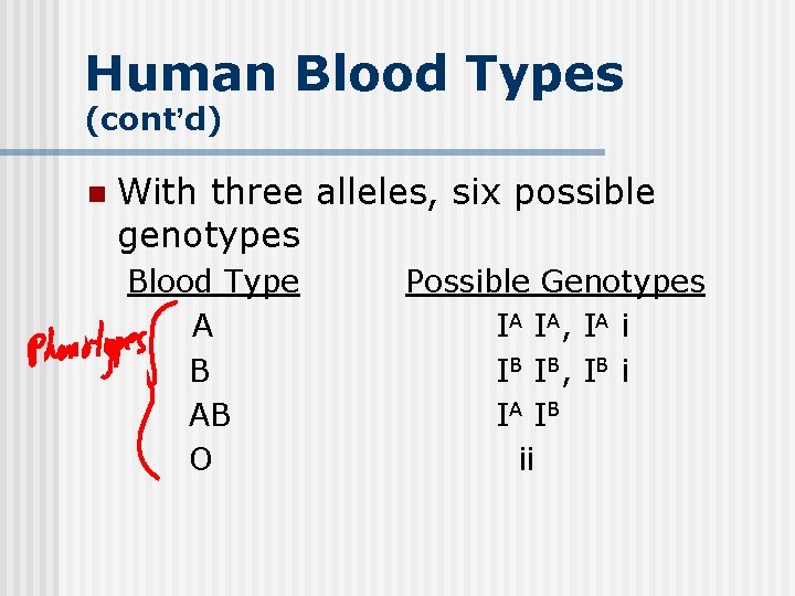 Human Blood Types (cont’d) n With three alleles, six possible genotypes Blood Type A