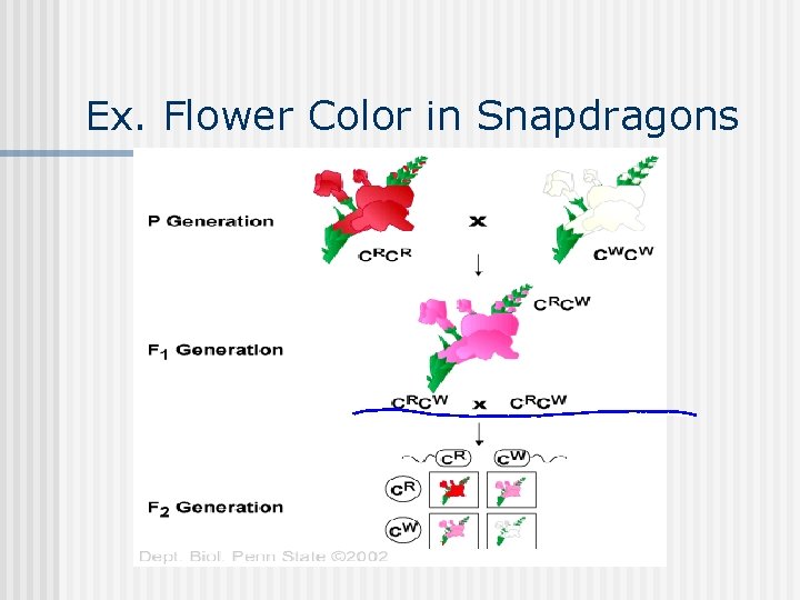 Ex. Flower Color in Snapdragons 