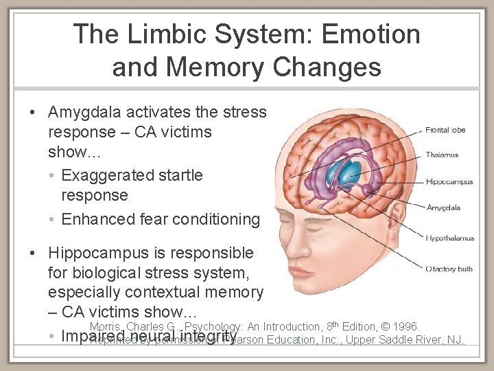 The Limbic System: Emotion and Memory Changes • Amygdala activates the stress response –