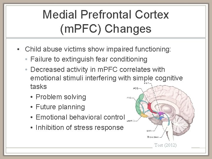 Medial Prefrontal Cortex (m. PFC) Changes • Child abuse victims show impaired functioning: •