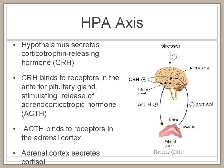HPA Axis • Hypothalamus secretes corticotrophin-releasing hormone (CRH) • CRH binds to receptors in