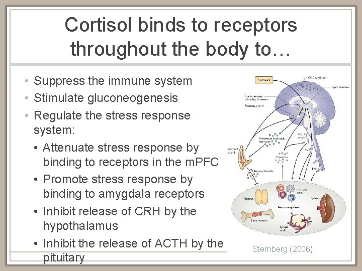 Cortisol binds to receptors throughout the body to… • Suppress the immune system •