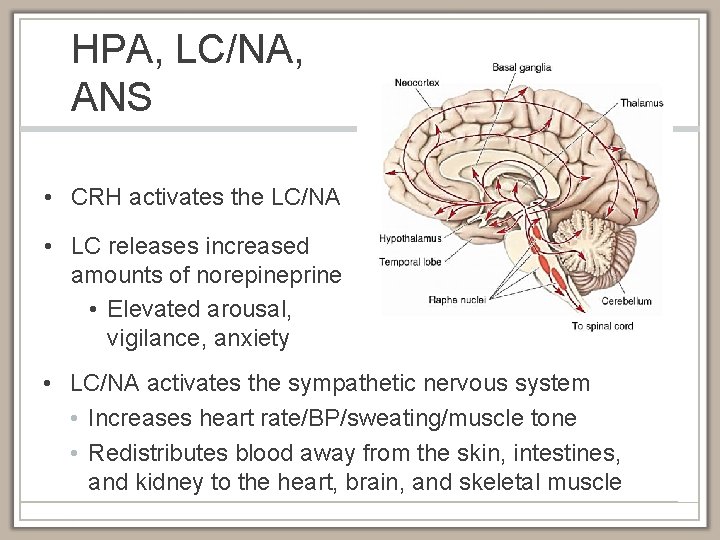 HPA, LC/NA, ANS • CRH activates the LC/NA • LC releases increased amounts of