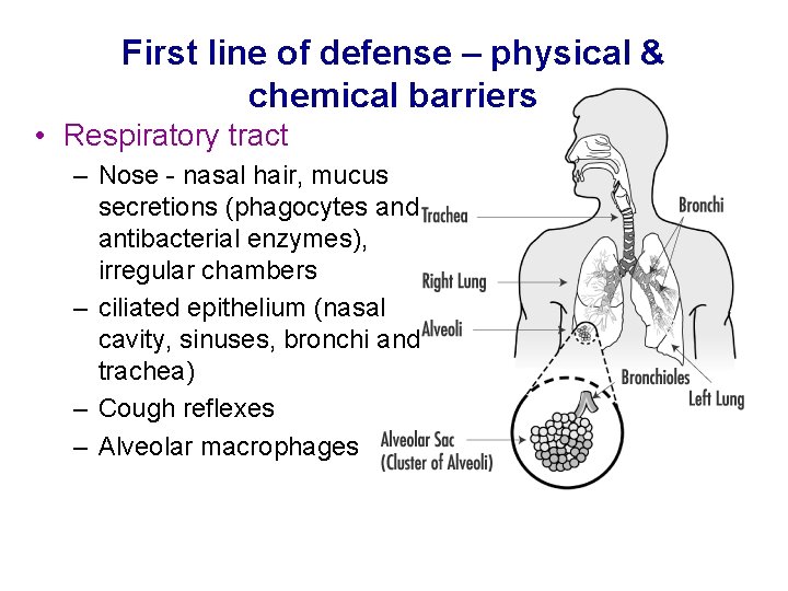 First line of defense – physical & chemical barriers • Respiratory tract – Nose
