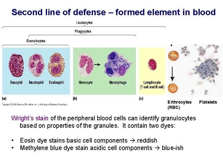 Second line of defense – formed element in blood Monocytes Neutrophils Basophils (marcophage) Eosinophils