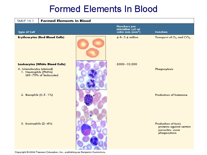 Formed Elements In Blood 