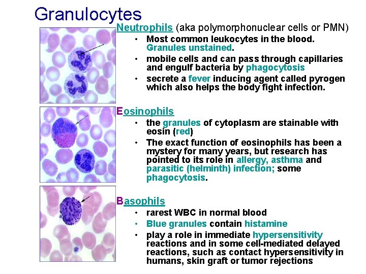 Granulocytes Neutrophils (aka polymorphonuclear cells or PMN) • Most common leukocytes in the blood.