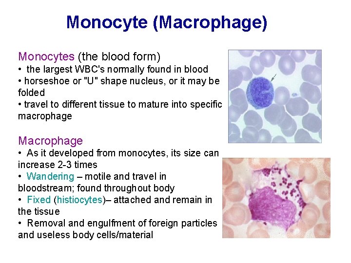 Monocyte (Macrophage) Monocytes (the blood form) • the largest WBC's normally found in blood