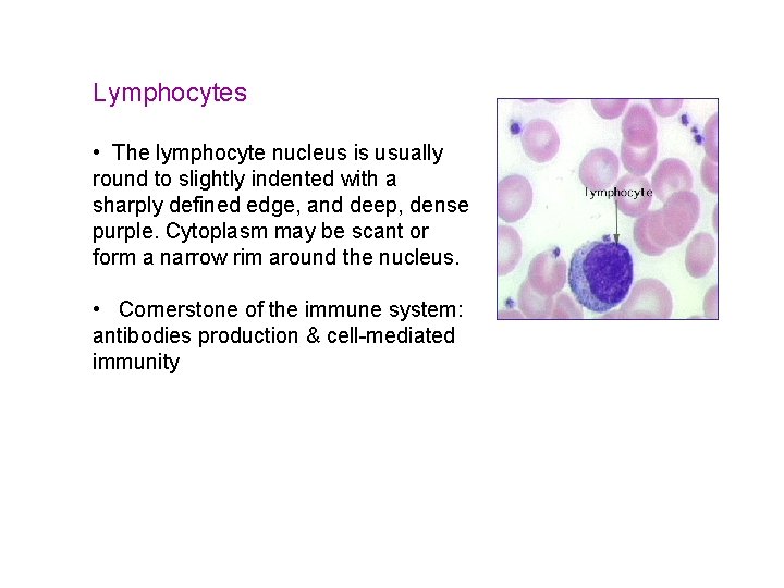 Lymphocytes • The lymphocyte nucleus is usually round to slightly indented with a sharply