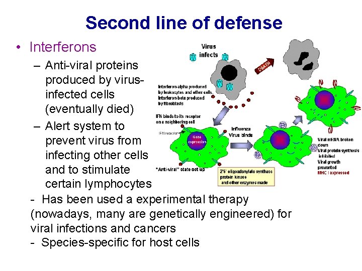 Second line of defense • Interferons – Anti-viral proteins produced by virusinfected cells (eventually