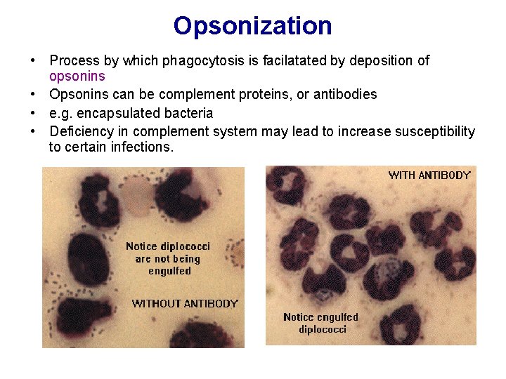 Opsonization • Process by which phagocytosis is facilatated by deposition of opsonins • Opsonins