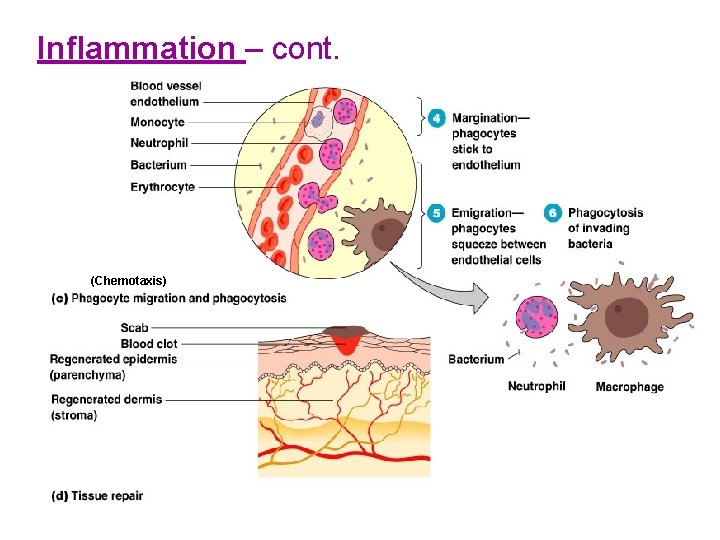 Inflammation – cont. (Chemotaxis) 