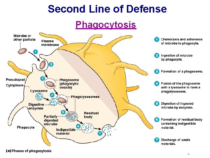 Second Line of Defense Phagocytosis Figure 16. 8 a 