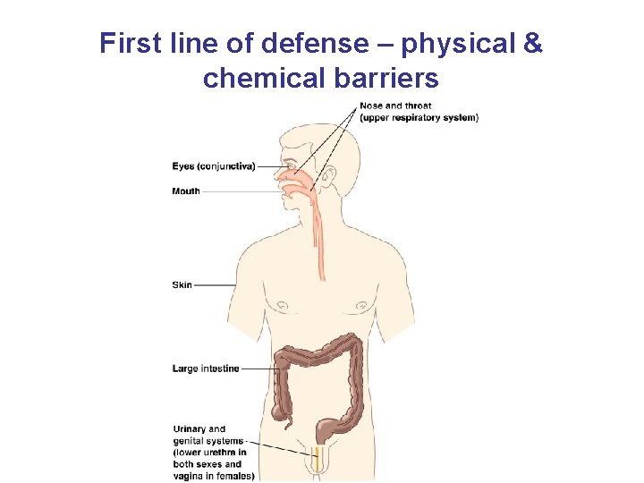 First line of defense – physical & chemical barriers 