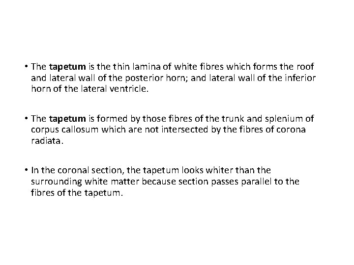  • The tapetum is the thin lamina of white fibres which forms the