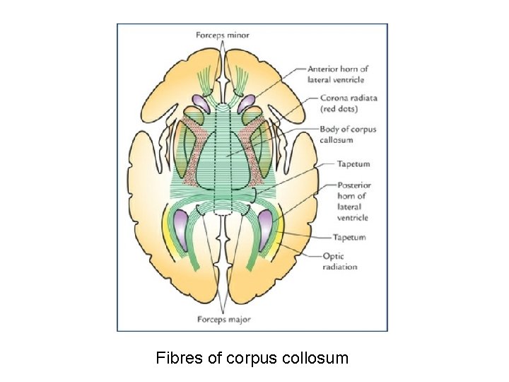 Fibres of corpus collosum 