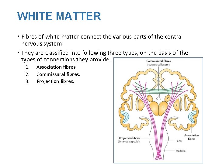 WHITE MATTER • Fibres of white matter connect the various parts of the central
