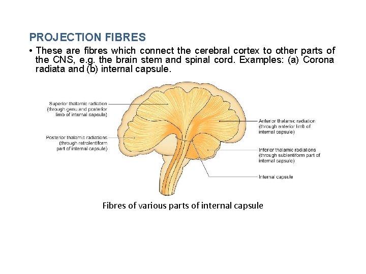 PROJECTION FIBRES • These are fibres which connect the cerebral cortex to other parts