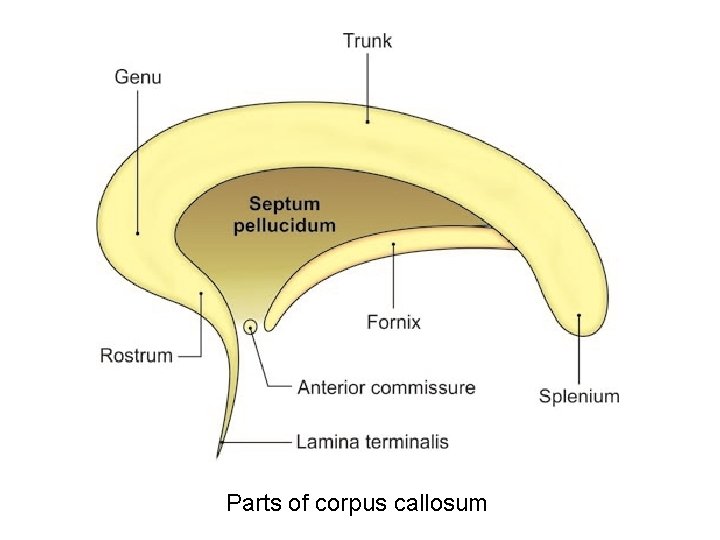 Parts of corpus callosum 