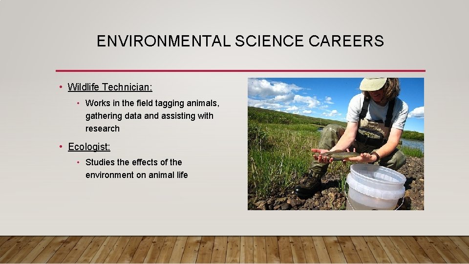 ENVIRONMENTAL SCIENCE CAREERS • Wildlife Technician: • Works in the field tagging animals, gathering