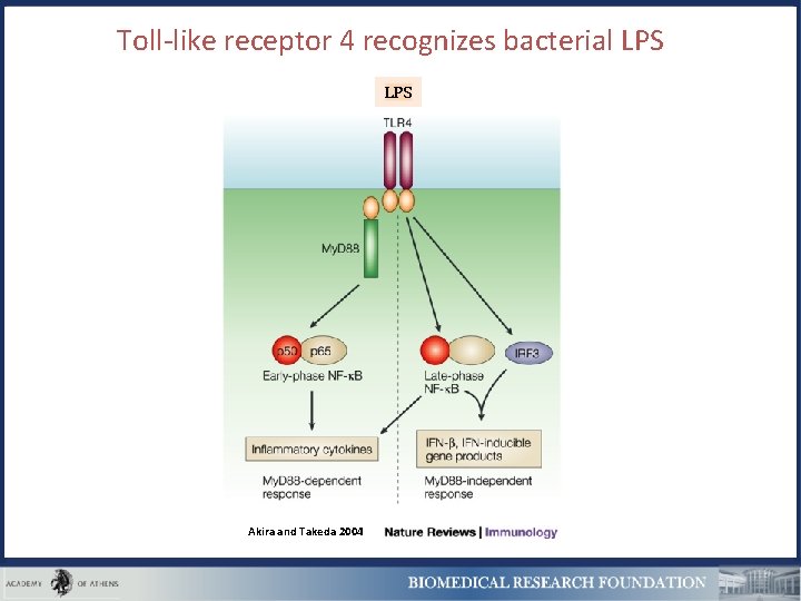 Toll-like receptor 4 recognizes bacterial LPS Akira and Takeda 2004 