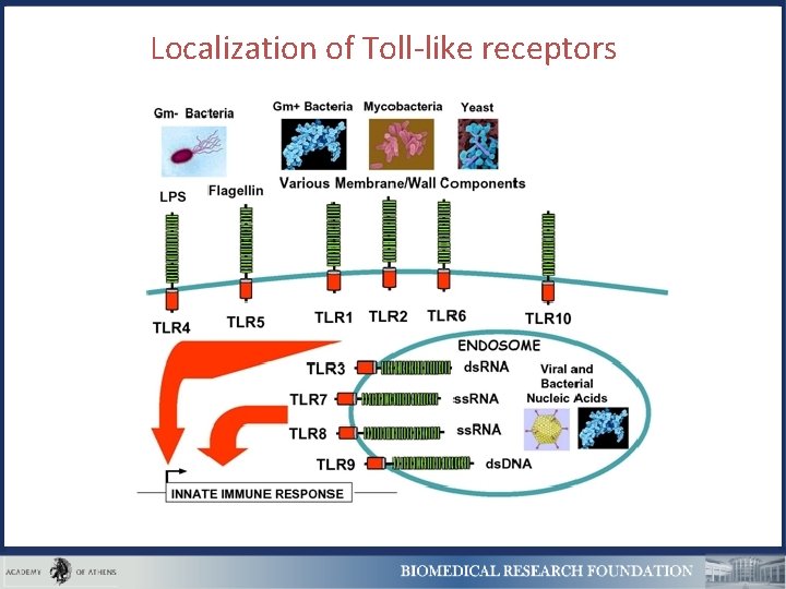 Localization of Toll-like receptors 