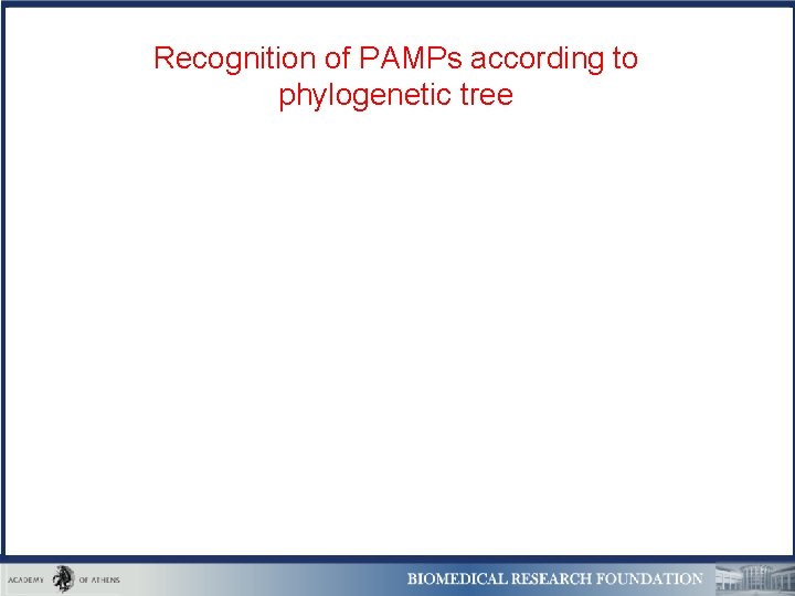 Recognition of PAMPs according to phylogenetic tree 