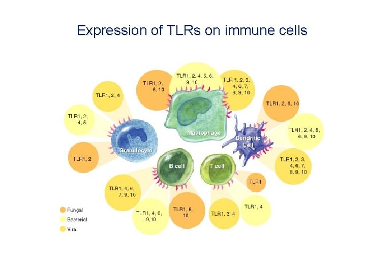Expression of TLRs on immune cells 