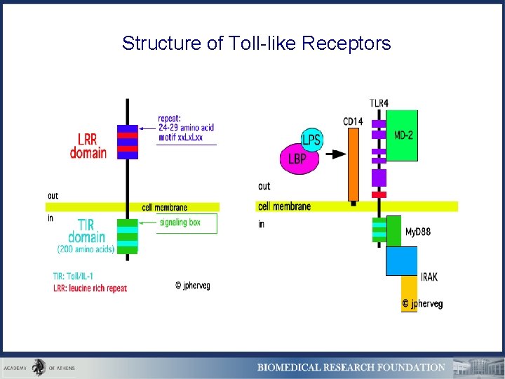 Structure of Toll-like Receptors 