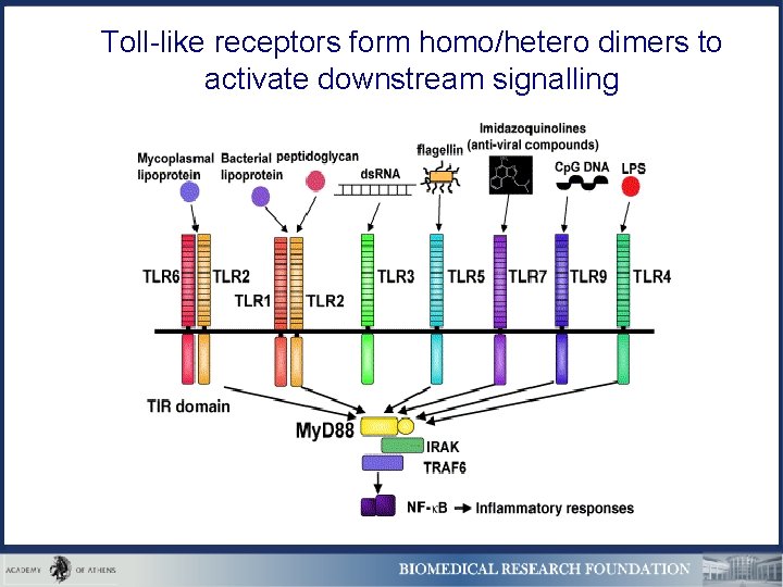 Toll-like receptors form homo/hetero dimers to activate downstream signalling 