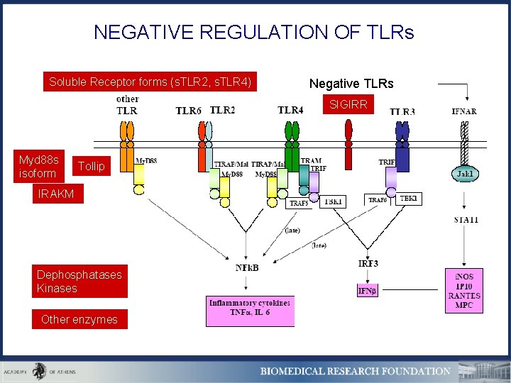NEGATIVE REGULATION OF TLRs Soluble Receptor forms (s. TLR 2, s. TLR 4) Negative