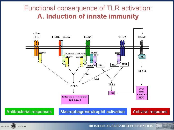 Functional consequence of TLR activation: A. Induction of innate immunity Antibacterial responses Macrophage/neutrophil activation